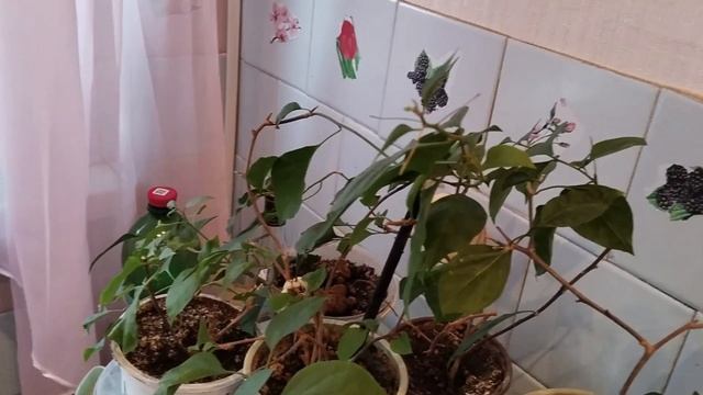 Цветы комнатные/ Любимые цветы/ Обзор смотреть онлайн