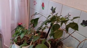 Цветы комнатные/ Любимые цветы/ Обзор