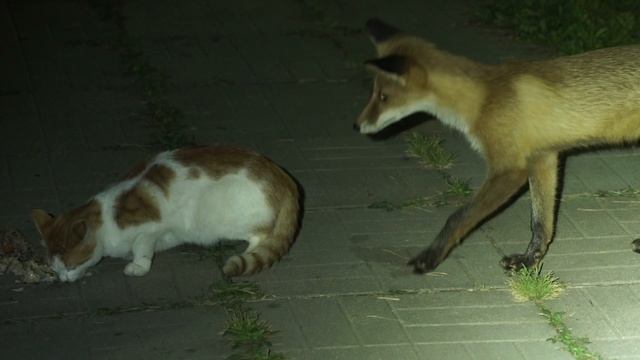 Лисы и коты – летом 2015-го смотреть онлайн