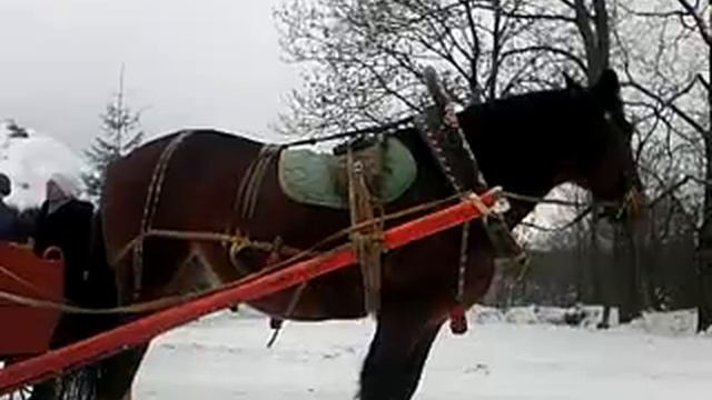 Лошадь пердит смотреть онлайн