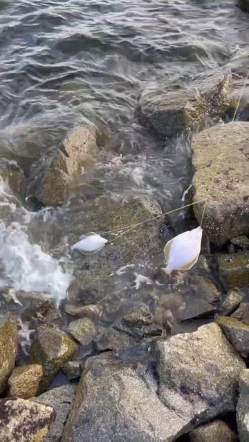 Дикий клев , рыбалка , камбала