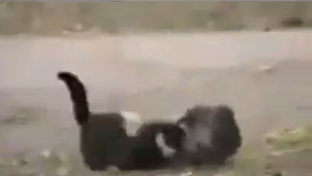 смешные спящие коты смотреть онлайн