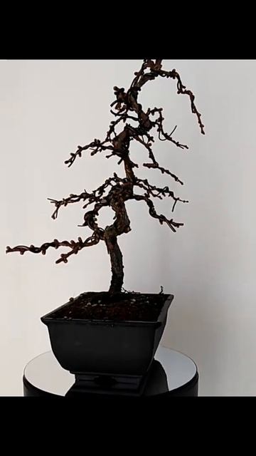 jap larix смотреть онлайн