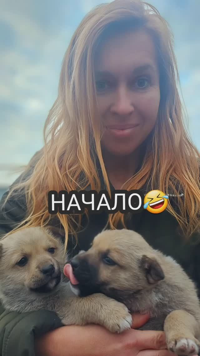 Комбат, Победа и Лола смотреть онлайн