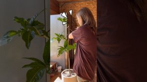 Стимулирующая обрезка кротона