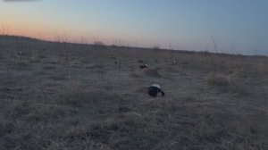 ОХОТА НА ТЕТЕРЕВА НА ТОКУ (ВЕСНА 2025)