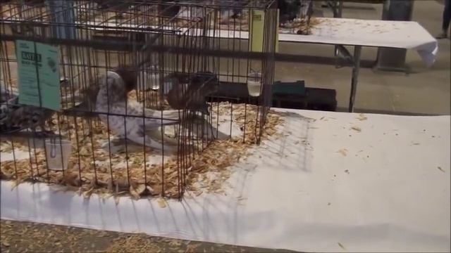 Выставка голубей в Сиэтле, Вашингтон 8/12/2017 . смотреть онлайн