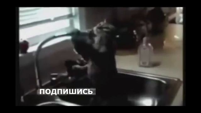 Приколы с кошками.Подборка приколов про кошек. смотреть онлайн
