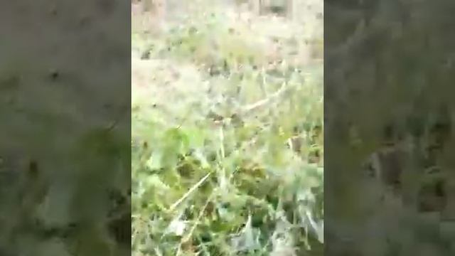 Женя и Кеша. Троеборье смотреть онлайн
