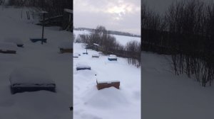 Зимовка пчёл в Пермском крае,