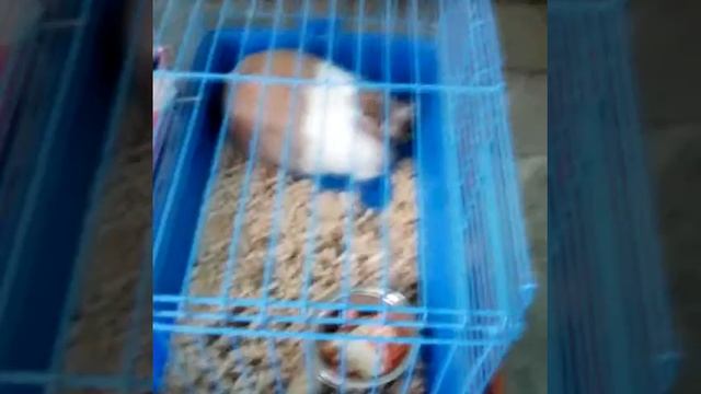 НАШ КОНТАКТНЫЙ МИНИ ЗООПАРК!!!!!!ЧАСТЬ1!! смотреть онлайн