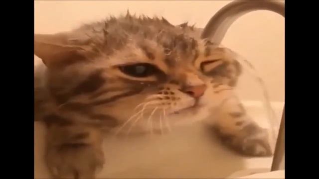 Коты приколы смешно до слез видео бесплатно смотреть онлайн