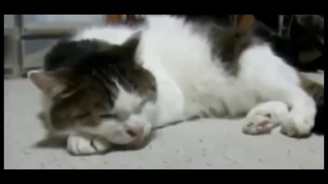 Кот лежит! смотреть онлайн