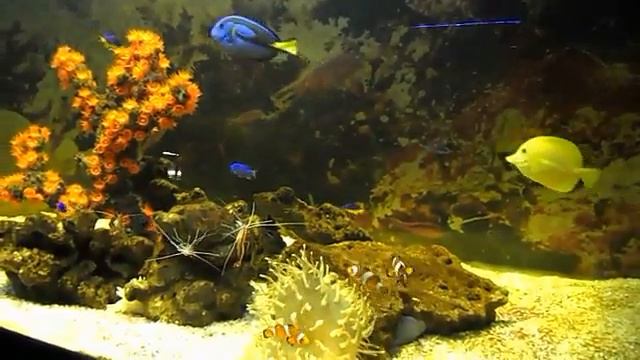 РЫБКИ ИЗ М Ф В ПОИСКАХ НЕМО Выставка Морская Галерея в ТЦ Jam Молл смотреть онлайн