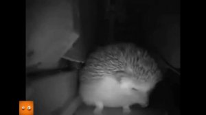 Ежик чихнул 1000 раз и каждые 100 раз что - то происходило / Бред Пита / ежик чихает