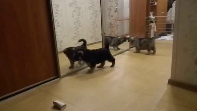 БАЛОВНИКИ!!! 37 дней))) смотреть онлайн