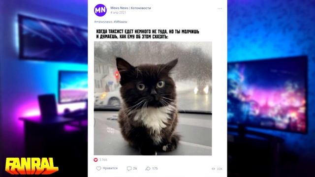 Кот Чмоня — ОТКУДА МЕМ? смотреть онлайн