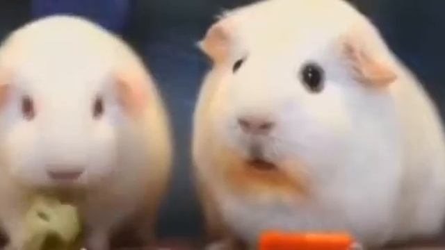 хомяк грустит смотреть онлайн