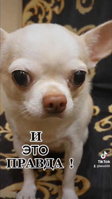 чихуа приколы. чихуахуа. смотреть онлайн