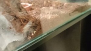 выставка пауков