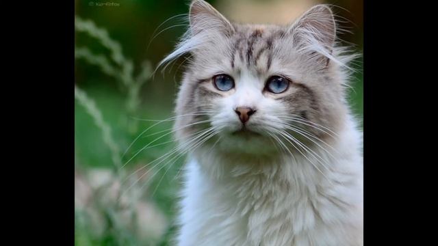 Кошки к12 смотреть онлайн