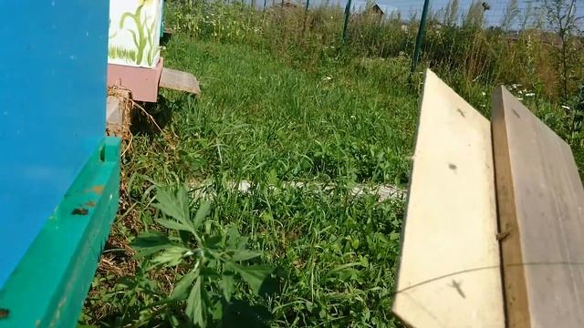 Прилетная доска для улья Нижегородец 2017. смотреть онлайн