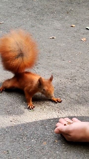 Белка перепутала палец с орехом. The squirrel mistook a finger for a nut #shorts #squirrel #белка смотреть онлайн