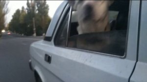 Собака выглядывает из окна машины  Собака в машине