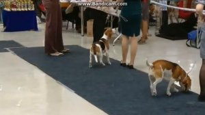 Видеоролик о профессии, 6 В