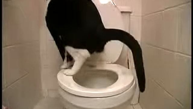 Кот на унитазе ПРИКОЛ смотреть онлайн