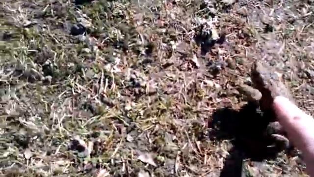 Лягушка квакает