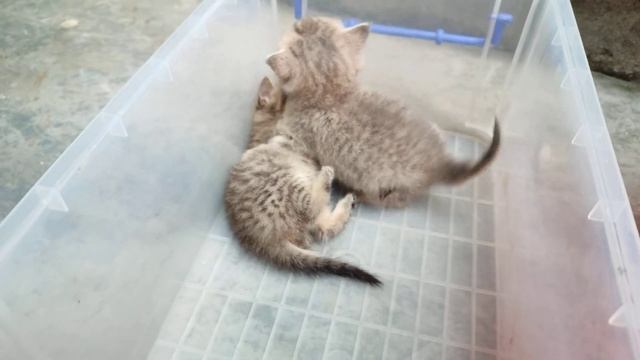 Two cute kittens fighting each other are Mira and Tiger in a plastic box смотреть онлайн