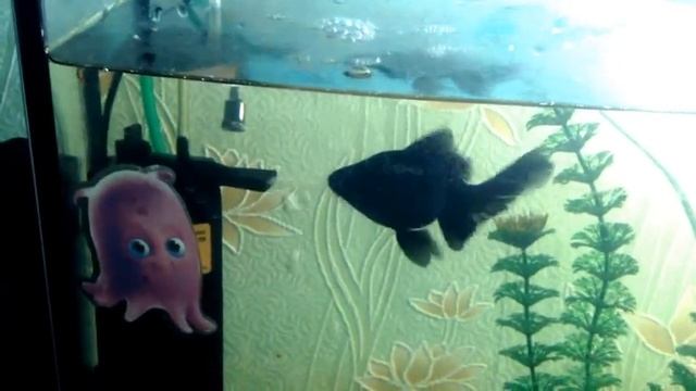 прикольная рыбка. смотреть онлайн