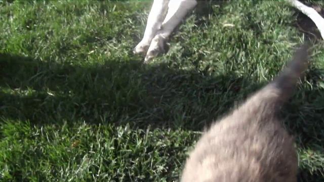 Малой и Белла октябрь 2011 смотреть онлайн