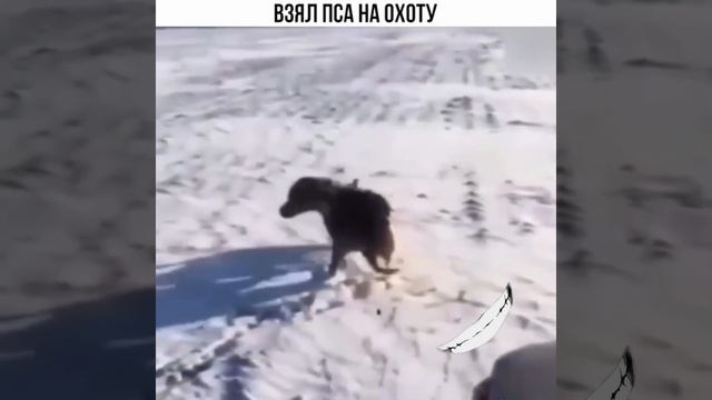 Собаку на охоту лучше не брать 😅 ¦ Best Cube ¦ Приколы на охоте #dog #hunting #funny #best #приколы смотреть онлайн