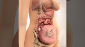 25 недель беременности