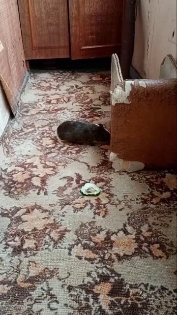 Один день из жизни морских свинок 💫 смотреть онлайн