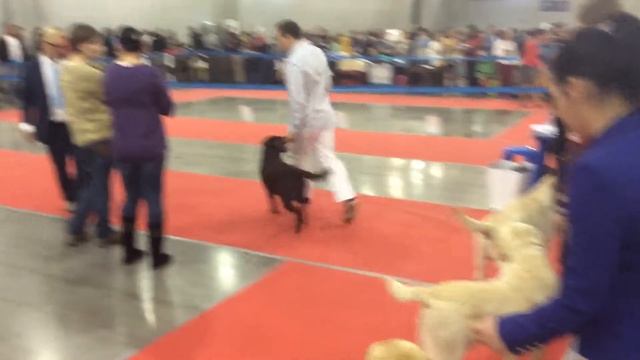 Inamorato Guru of Love, "Россия-2015", монопородная выставка смотреть онлайн