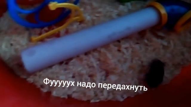 Спортивный хомяк часть2