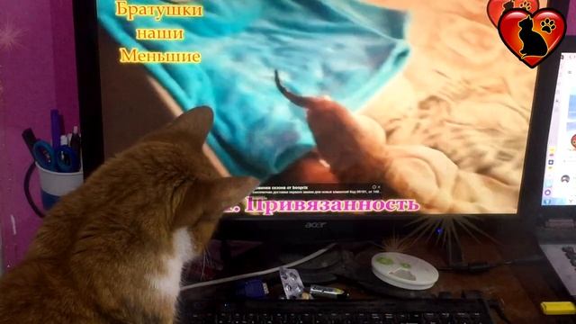 Коты тоже любят смотреть милые видео. смотреть онлайн