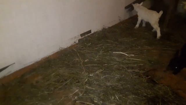 Бозиву хурсандии Бузичахо дар хона🤗🤗🤗😅😅 смотреть онлайн