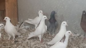 Анонс! Бакинские голуби в гостях у Зияда в Баку!