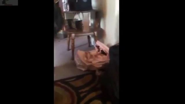 ЛУЧШАЯ ПОДБОРКА ПРИКОЛОВ С ЖИВОТНЫМИ !!! 2016 / приколы про животных смотреть онлайн