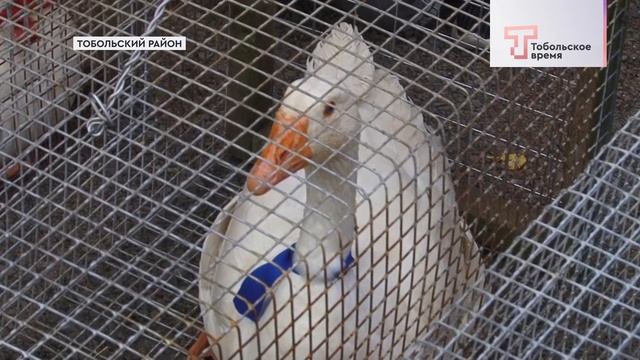 ИТОГИ ТЮМЕНСКОЙ ОСЕНИ В РАЙОНЕ смотреть онлайн