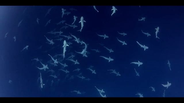 Underwater Cinematography Reel |André Musgrove | 2018 смотреть онлайн