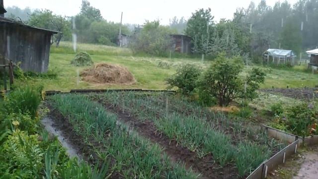 Первые ирисы Летний день в июне смотреть онлайн