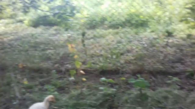 кози поїли малину смотреть онлайн