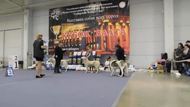 Зара клуб Валта Эксперт Васильев смотреть онлайн