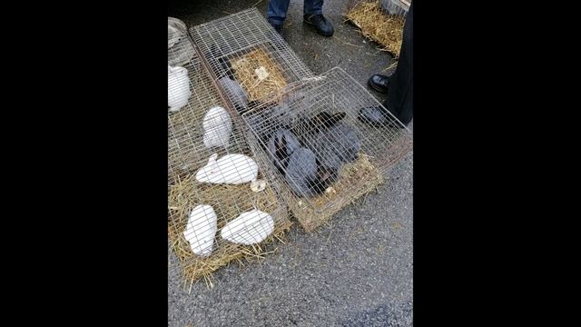 ВИСТАВКА-ЯРМАРКА В ТЕРНОПОЛІ. 03.02.2019. ЧАСТИНА 1. КРОЛИКИ. смотреть онлайн
