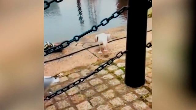 #21 ШЕХЕРИЗАДА ~ ЛУЧШИЕ ПРИКОЛЫ/СМЕХ/СМЕШНОЕ/ПРИКОЛЫ 2020 ~ Повозка Настроения [выпуск #21] смотреть онлайн